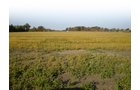 Property photo 7 - 202+/- Acres Offered in 7 Tracts